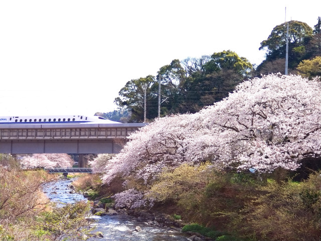 千歳川桜並木